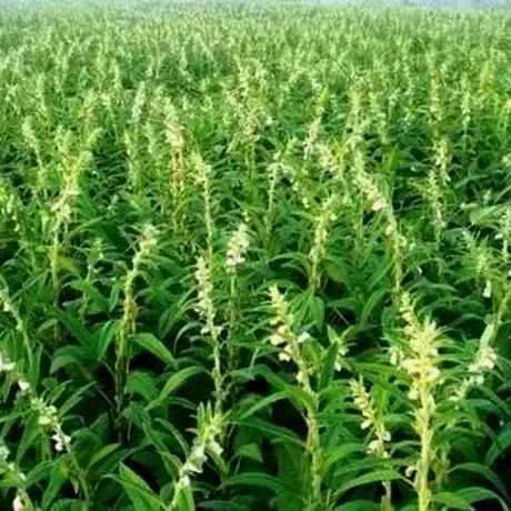 small thumb